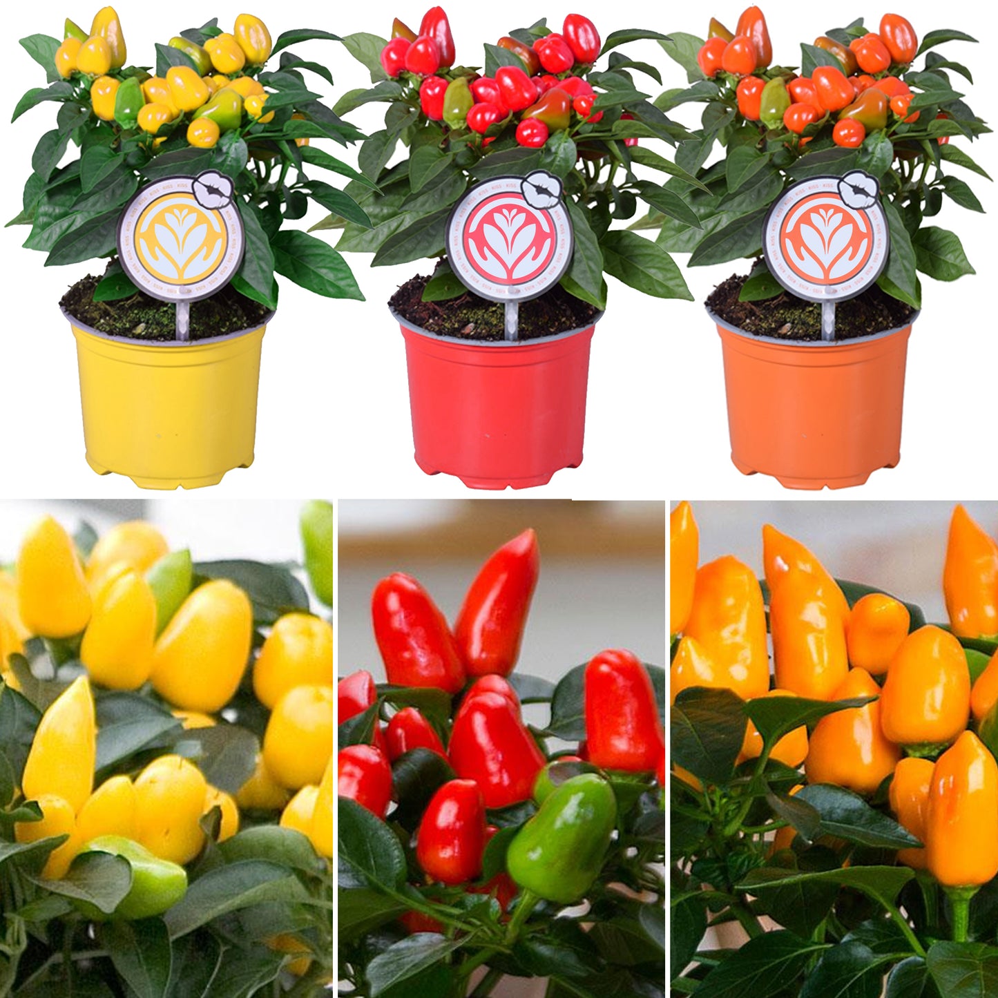 Capsicum Pepper Plant