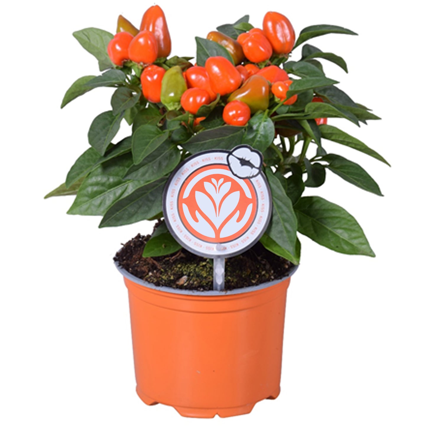 Capsicum Pepper Plant