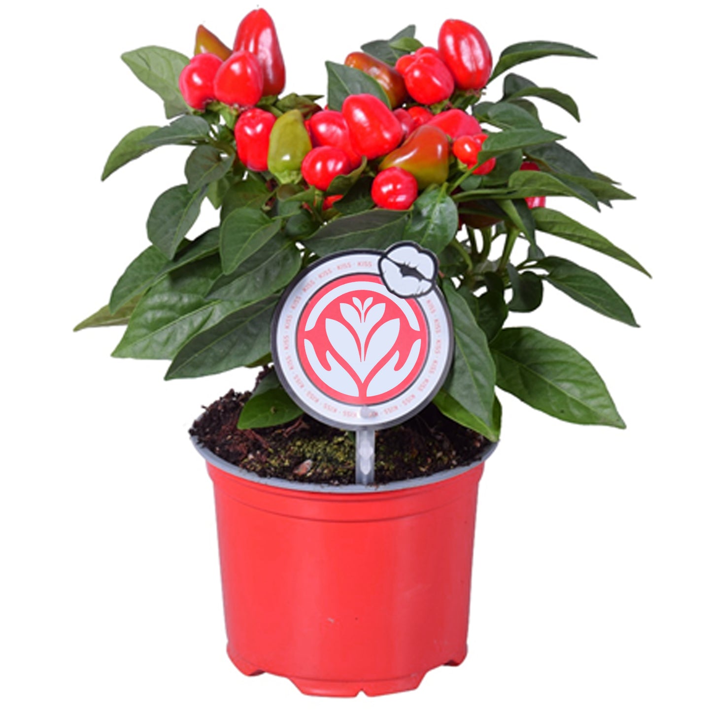 Capsicum Pepper Plant