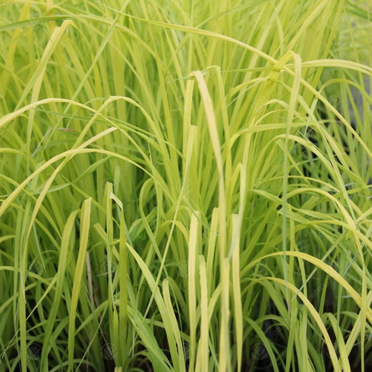 Carex Aurea (9cm)