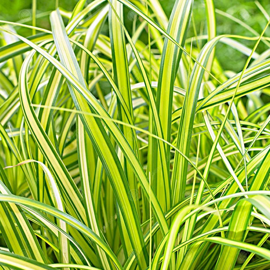Carex Eversheen (9cm)