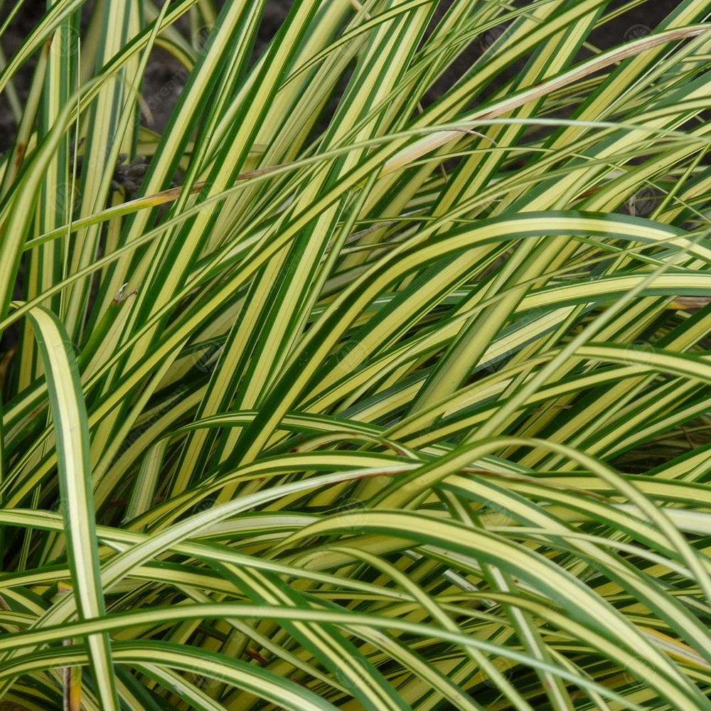 Carex Eversheen (9cm)