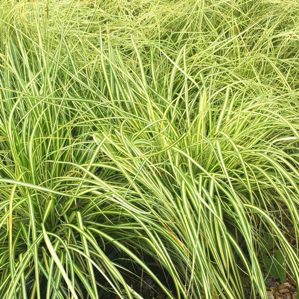 Carex Maxigold (9cm)