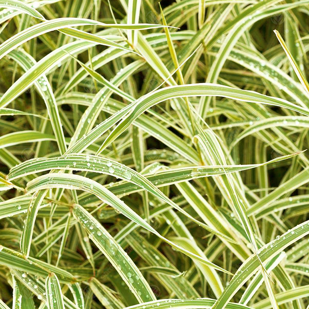 Carex Maxigold (9cm)