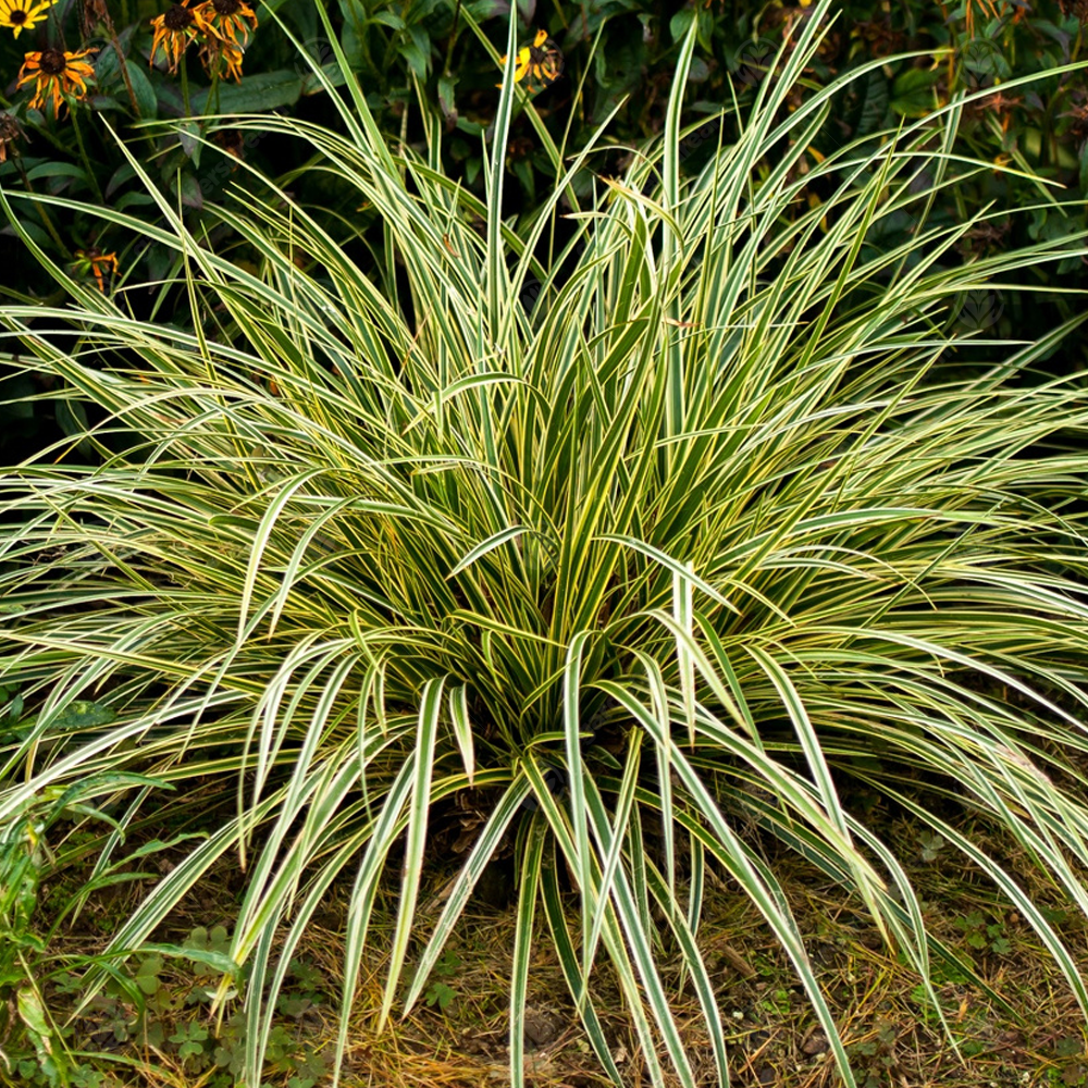 Carex Maxigold (9cm)