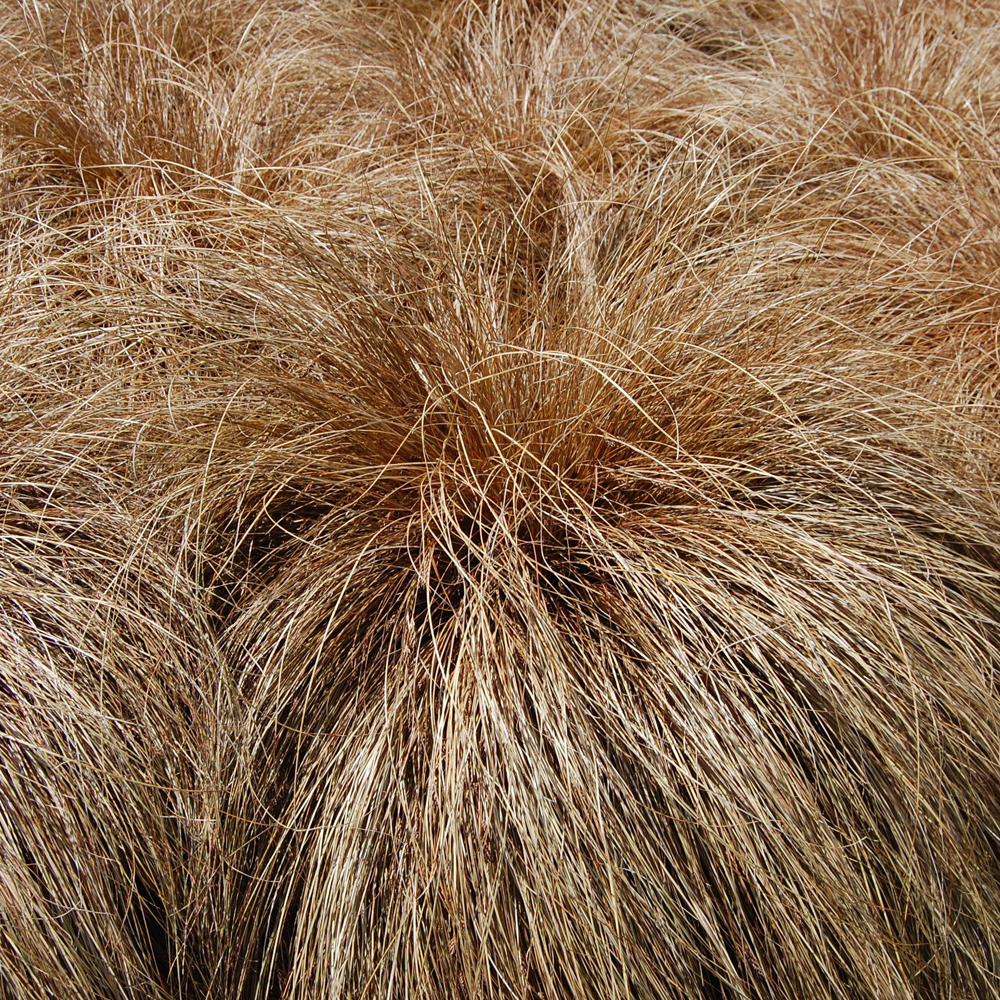 Carex Bronze Form (9cm)