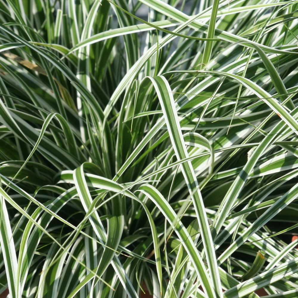 Carex Everest (9cm)