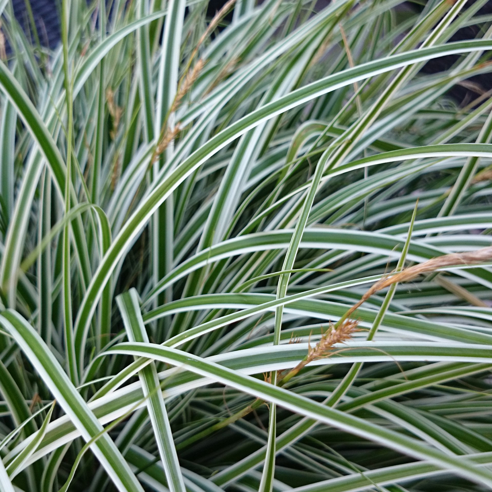 Carex Everest (9cm)