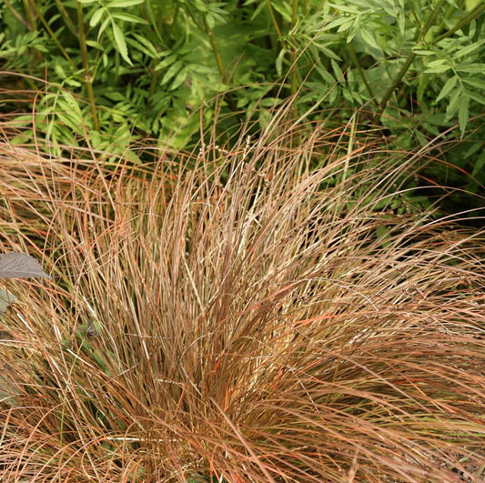Carex Prairie Fire (9cm)