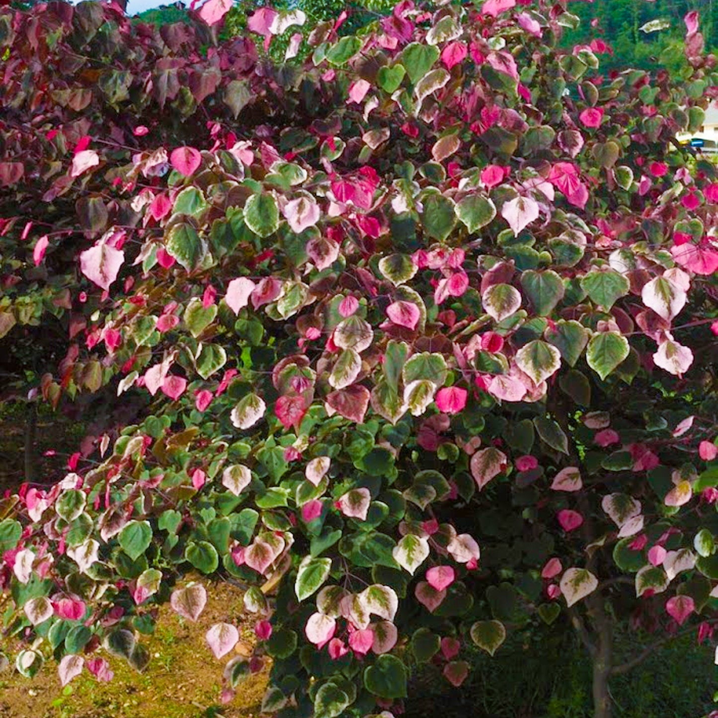 Cercis Carolina Sweetheart Tree (12L, 5-6ft)
