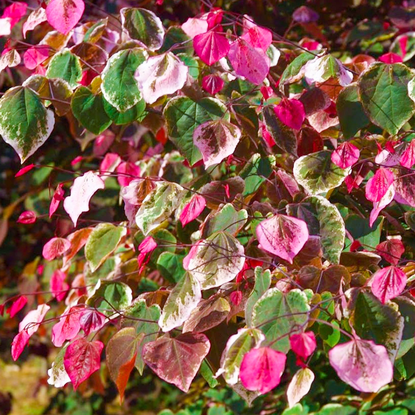 Cercis Carolina Sweetheart Tree (12L, 5-6ft)