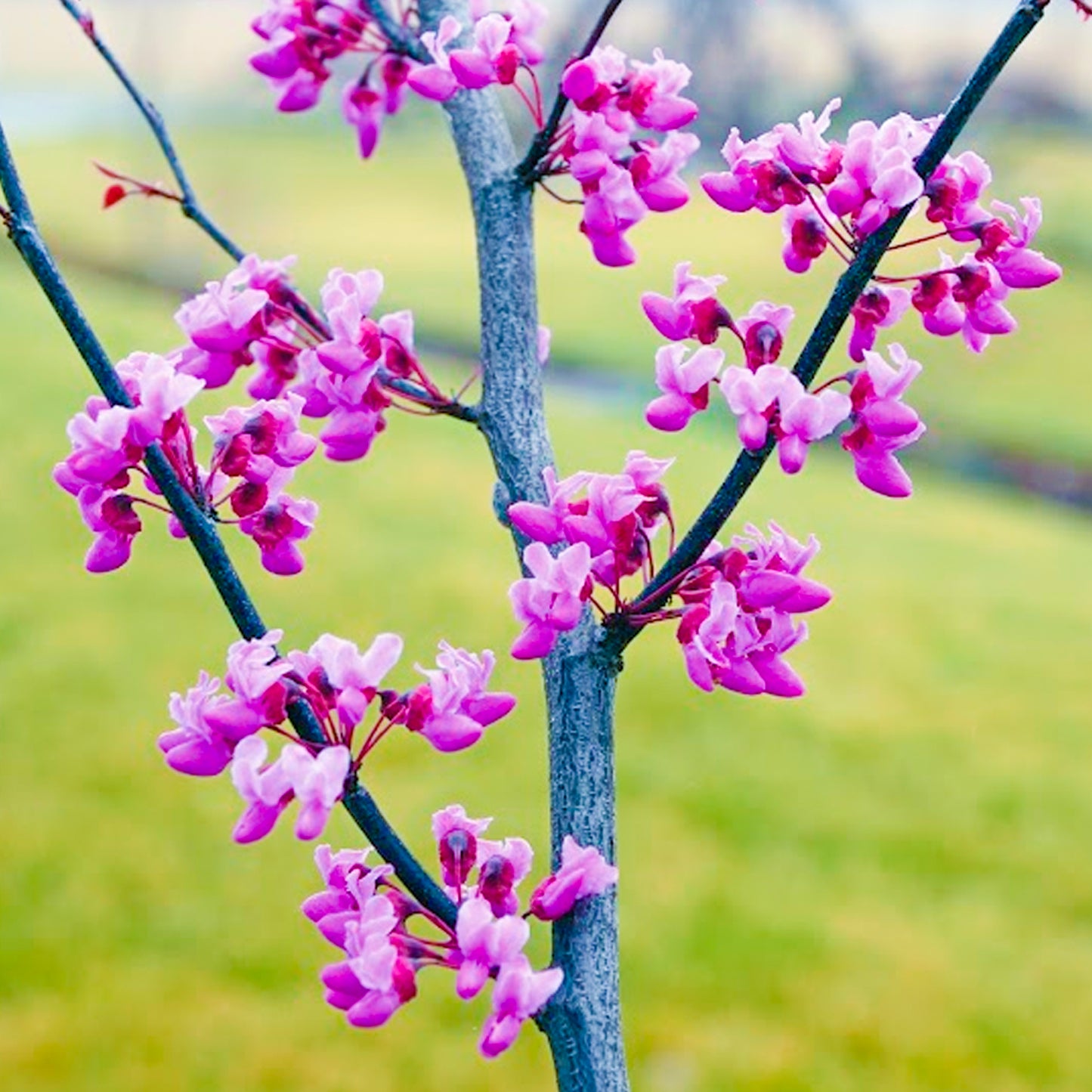 Cercis Carolina Sweetheart Tree (12L, 5-6ft)