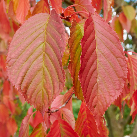 Carpinus Rockhampton Red (12L, 5-6ft)