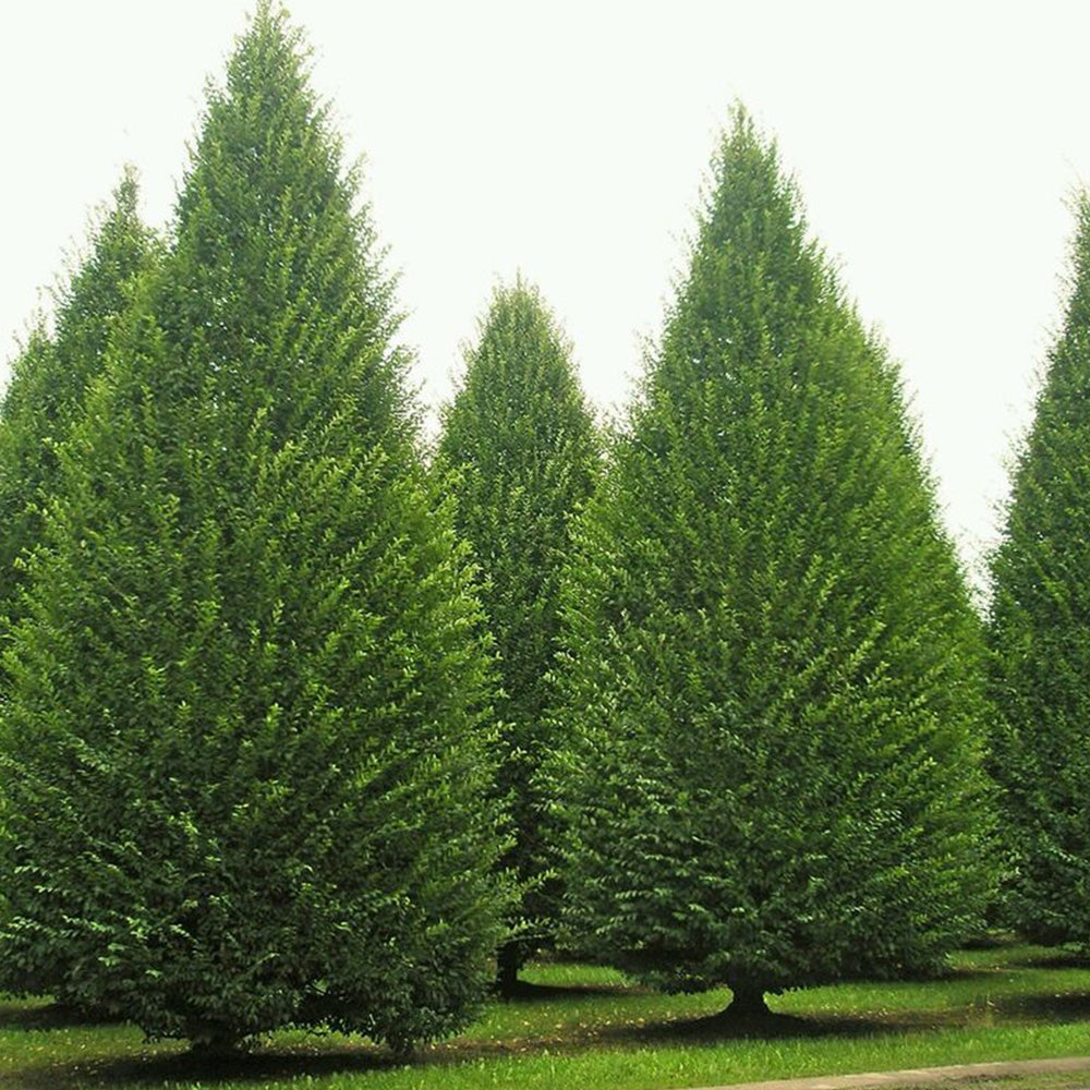 Carpinus Fastigiata Tree (12L, 5-6ft)