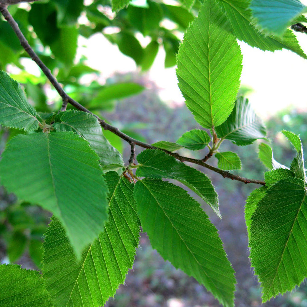 Carpinus Fastigiata Tree (12L, 5-6ft)