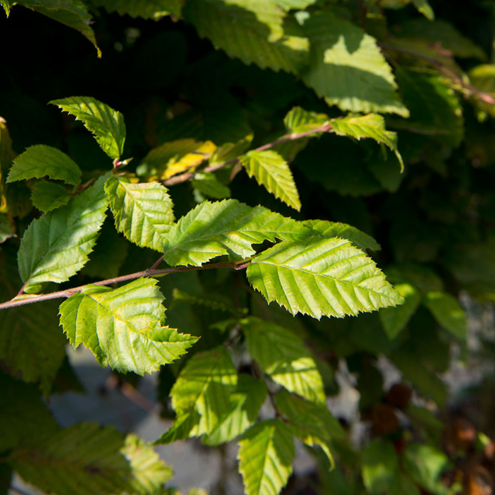 Carpinus Betulus Tree (12L, 5-6ft)
