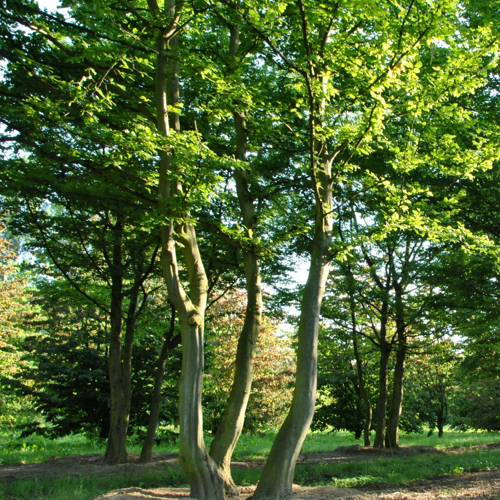 Carpinus Betulus Tree (12L, 5-6ft)