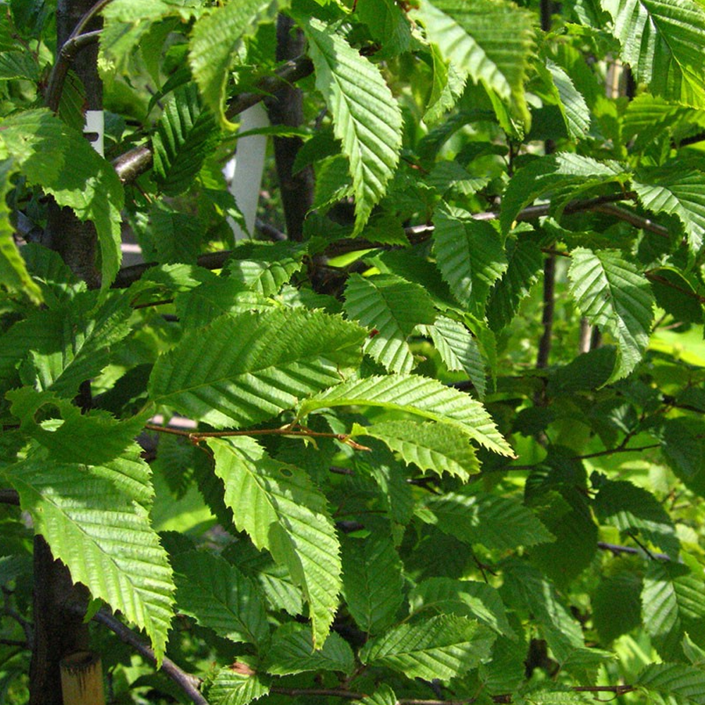 Carpinus Betulus Tree (12L, 5-6ft)