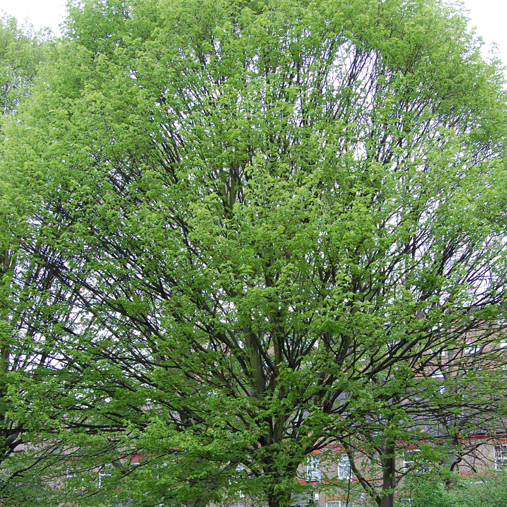 Carpinus Betulus Tree (12L, 5-6ft)