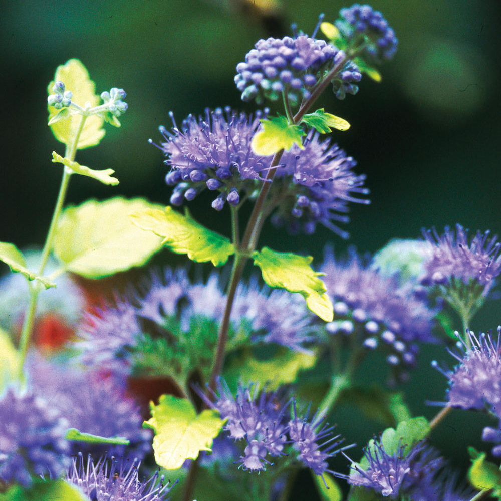 Caryopteris Sunshine Blue (9cm)