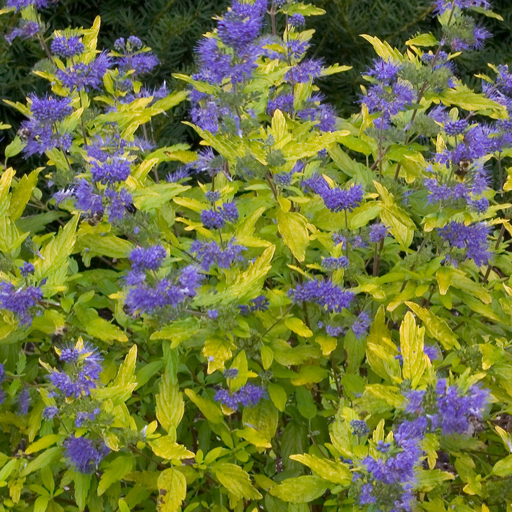 Caryopteris Sunshine Blue (9cm)