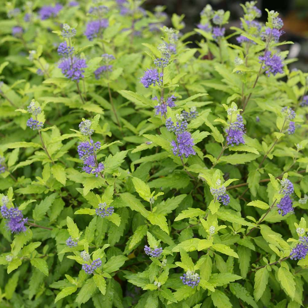 Caryopteris Sunshine Blue (9cm)