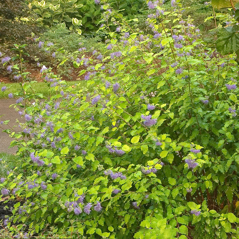 Caryopteris Sunshine Blue (9cm)