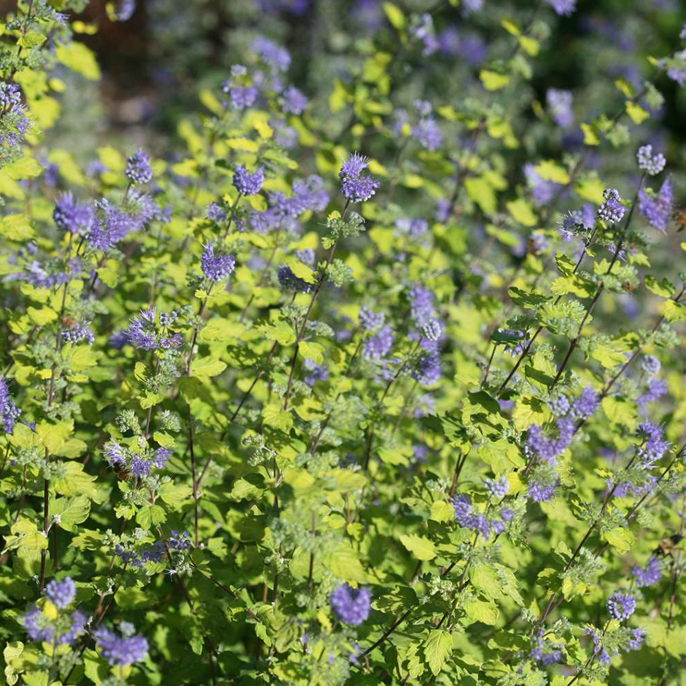 Caryopteris Sunshine Blue (9cm)