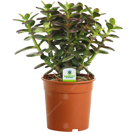 Crassula minor (12cm)