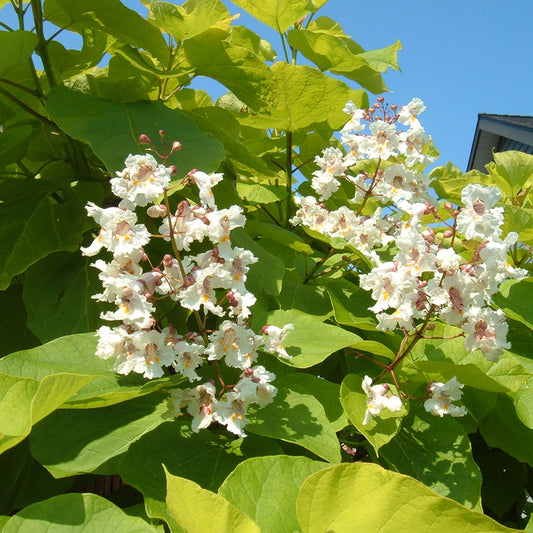 Catalpa Aurea Tree (12L, 5-6ft)