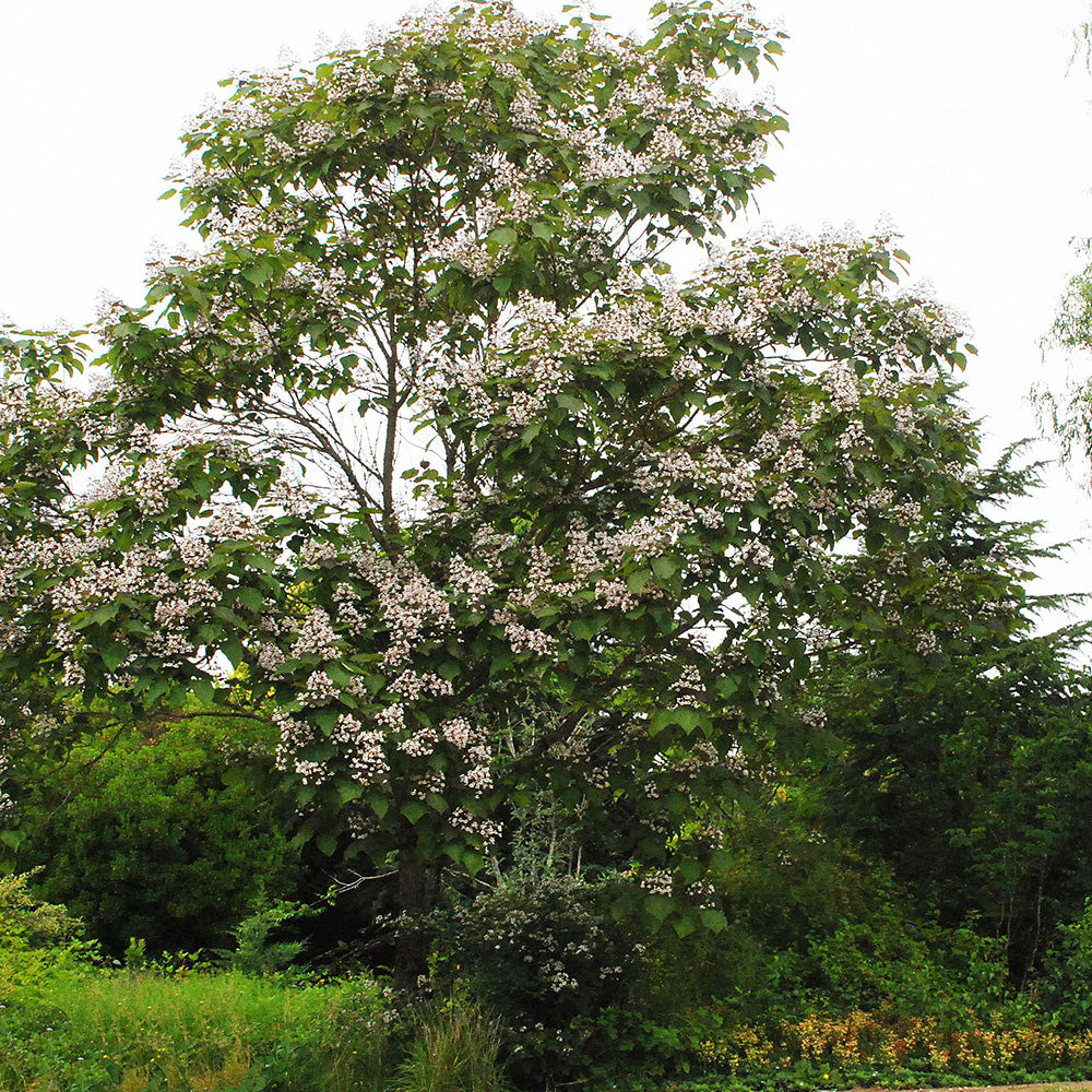 Catalpa Purpurea Tree (12L, 5-6ft)