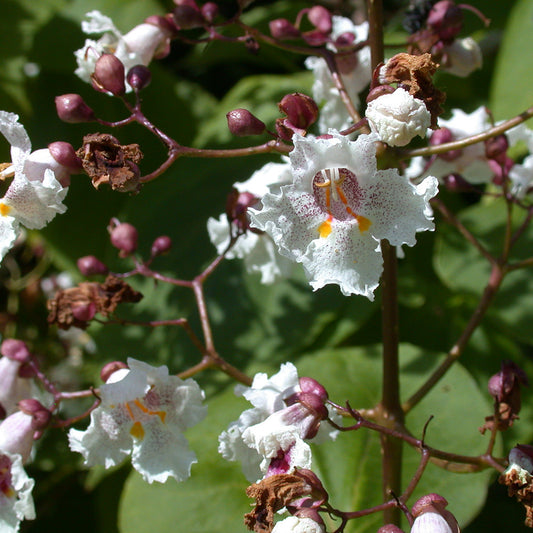 Catalpa Purpurea Tree (12L, 5-6ft)