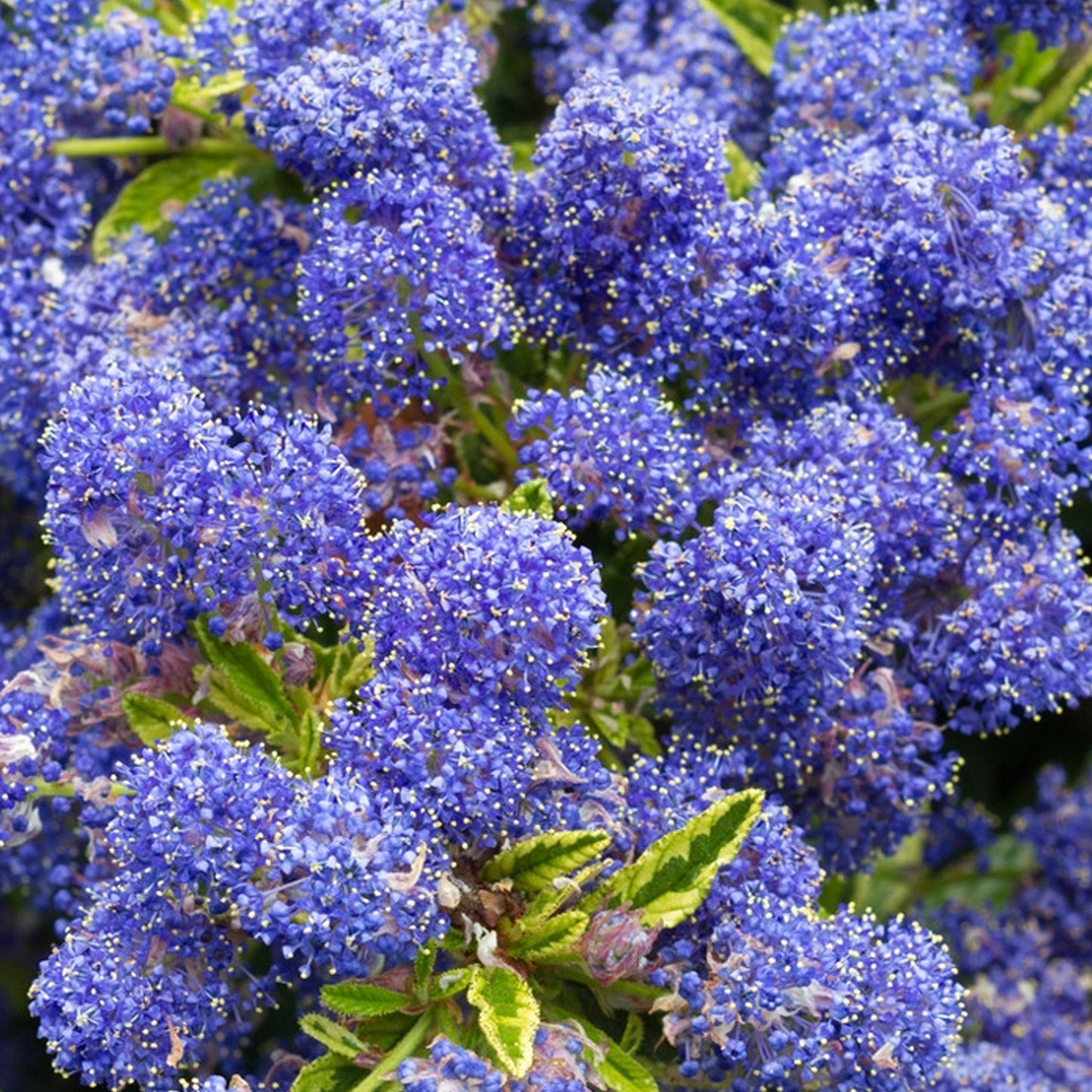 Ceanothus Edinburgh (9cm)