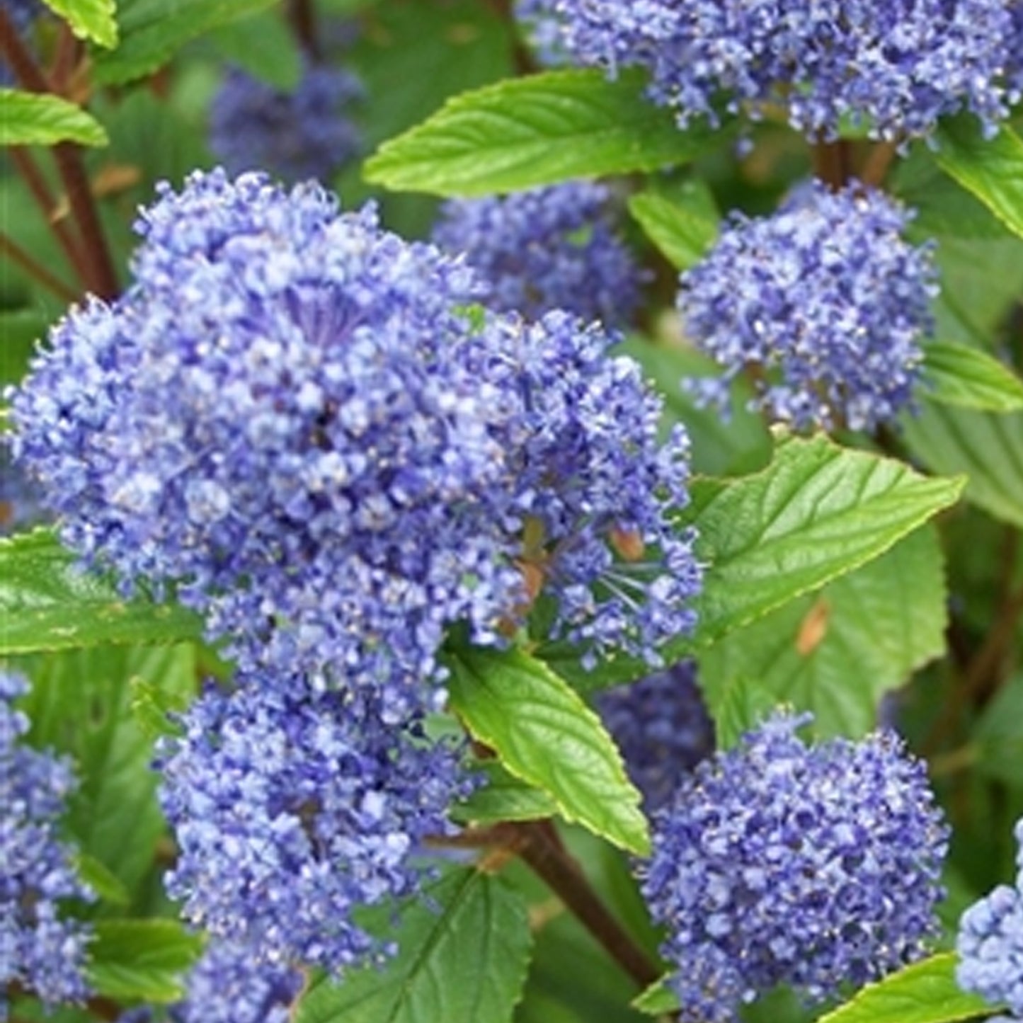 Ceanothus Edinburgh (9cm)