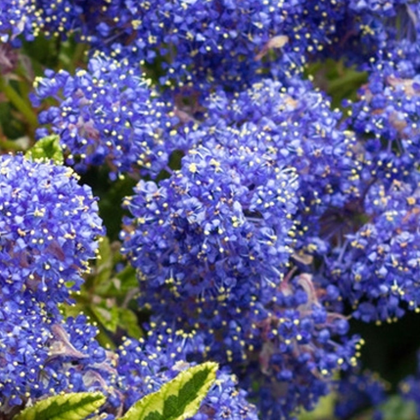 Ceanothus Edinburgh (9cm)