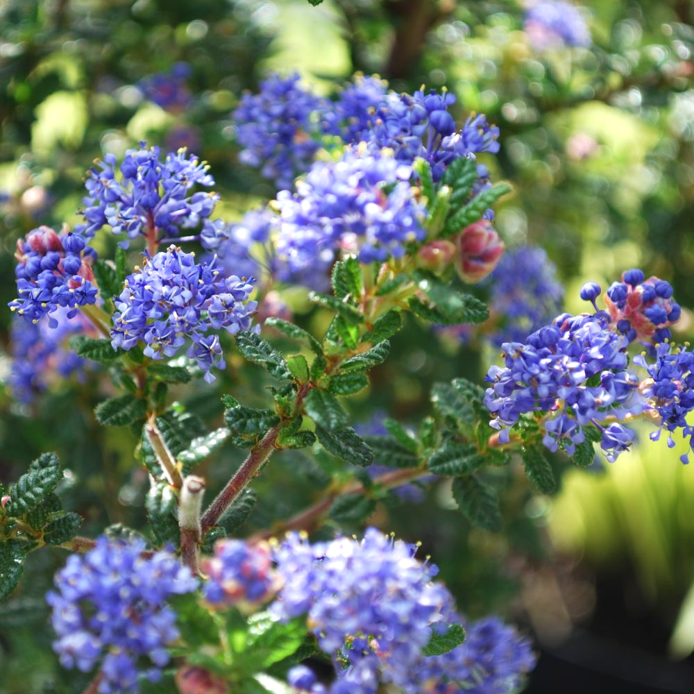 Ceanothus Puget Blue (9cm)