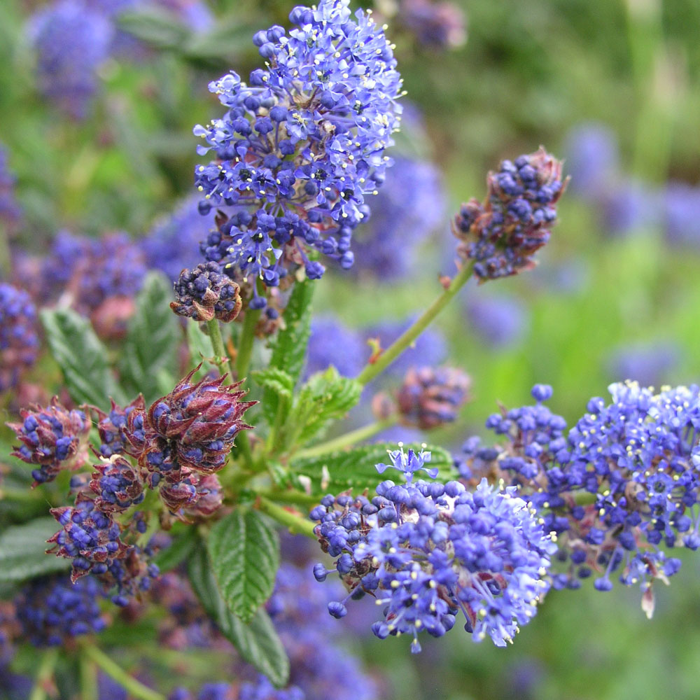 Ceanothus Puget Blue (9cm)