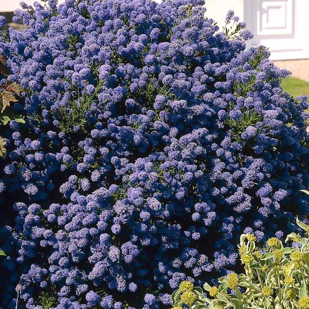 Ceanothus Puget Blue (9cm)