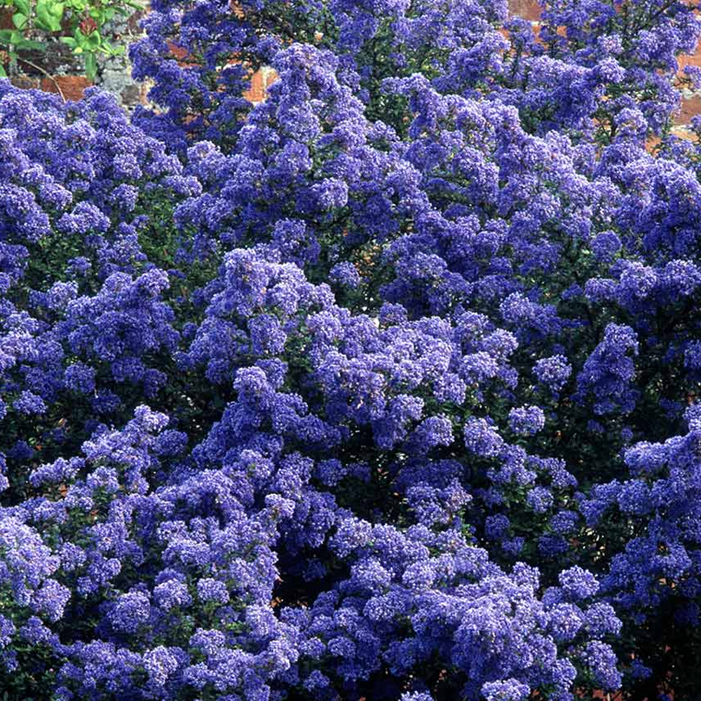 Ceanothus Puget Blue (9cm)