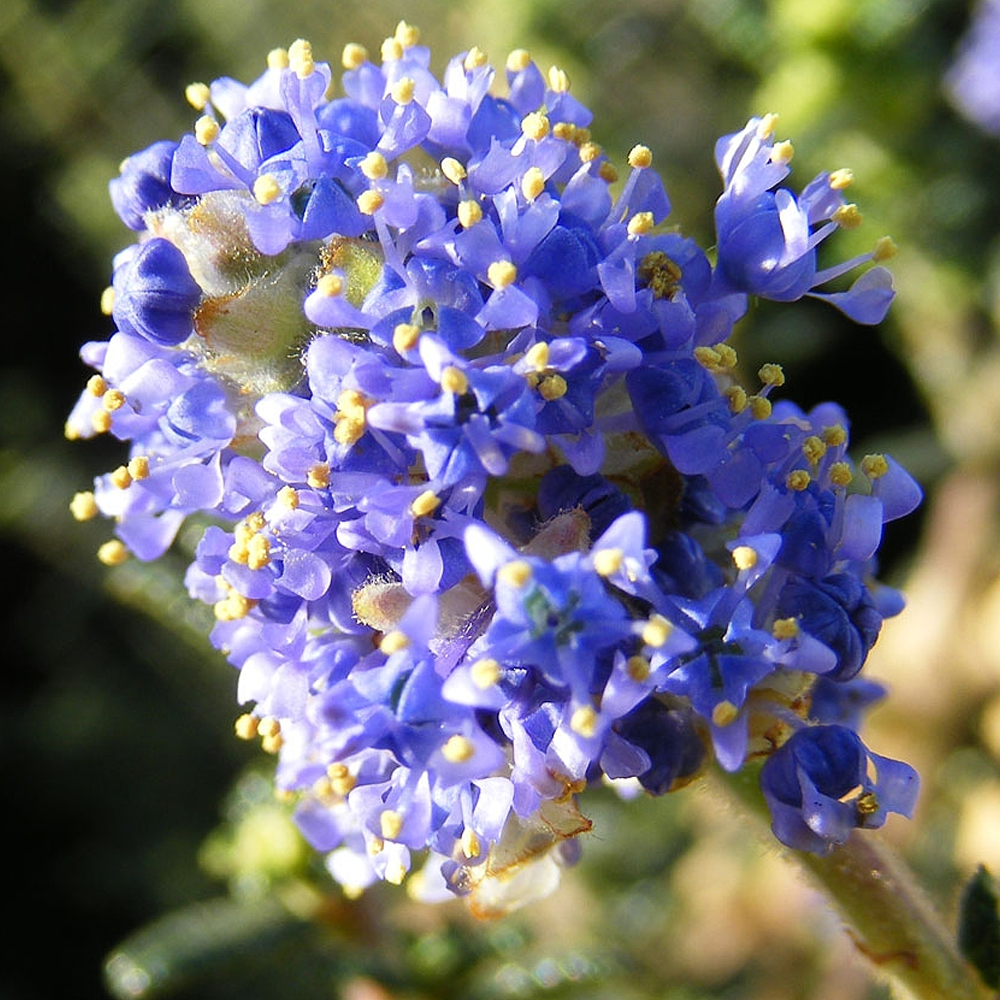 Ceanothus Puget Blue (9cm)