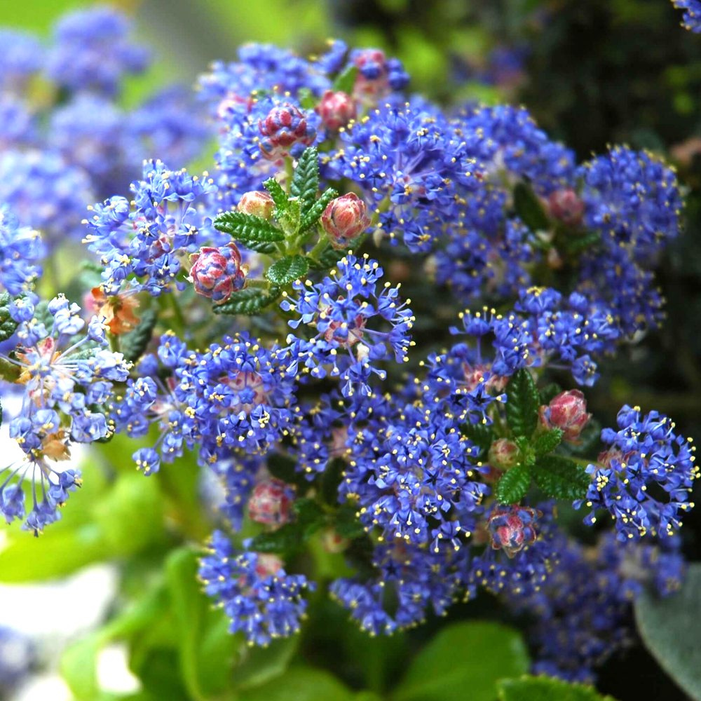 Ceanothus Puget Blue (9cm)