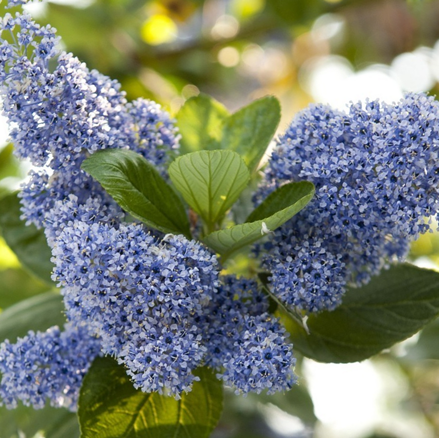 Ceanothus Trewithen Blue (9cm)