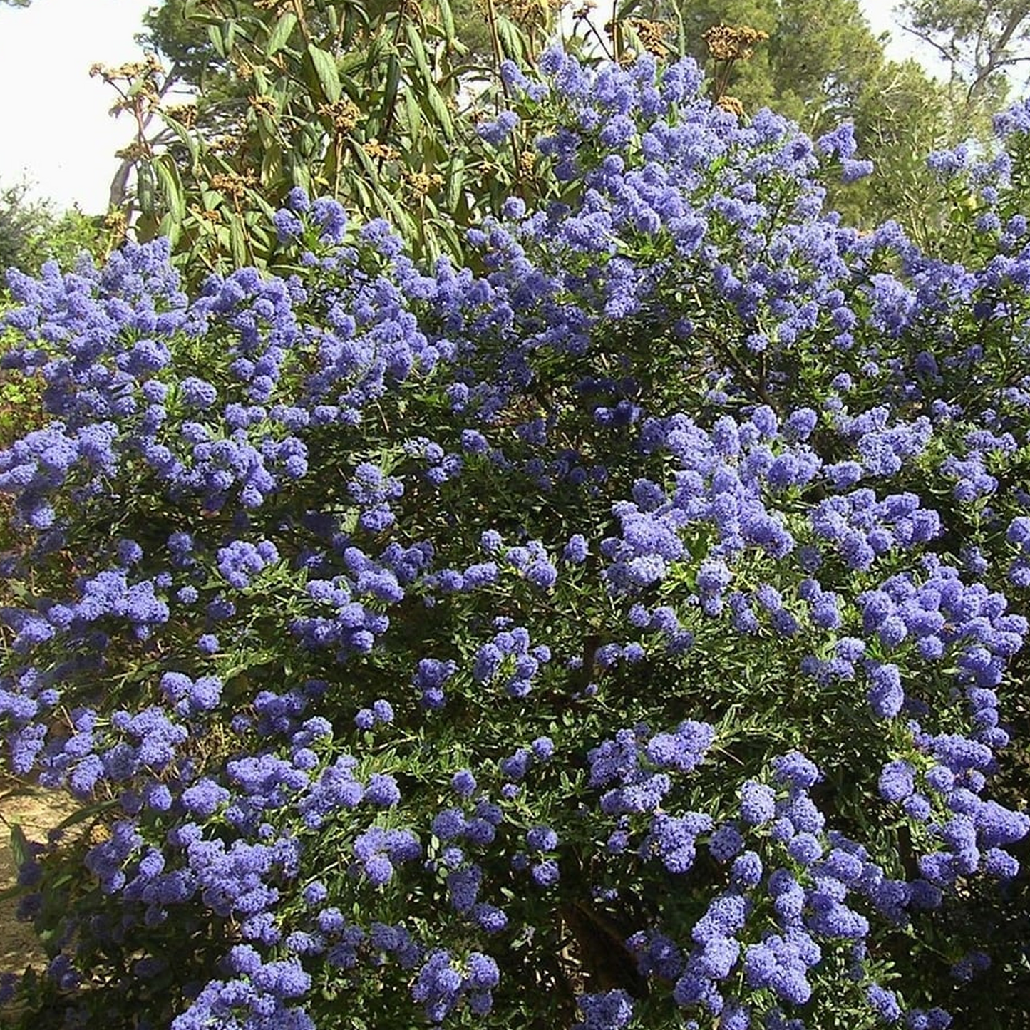 Ceanothus Trewithen Blue (9cm)