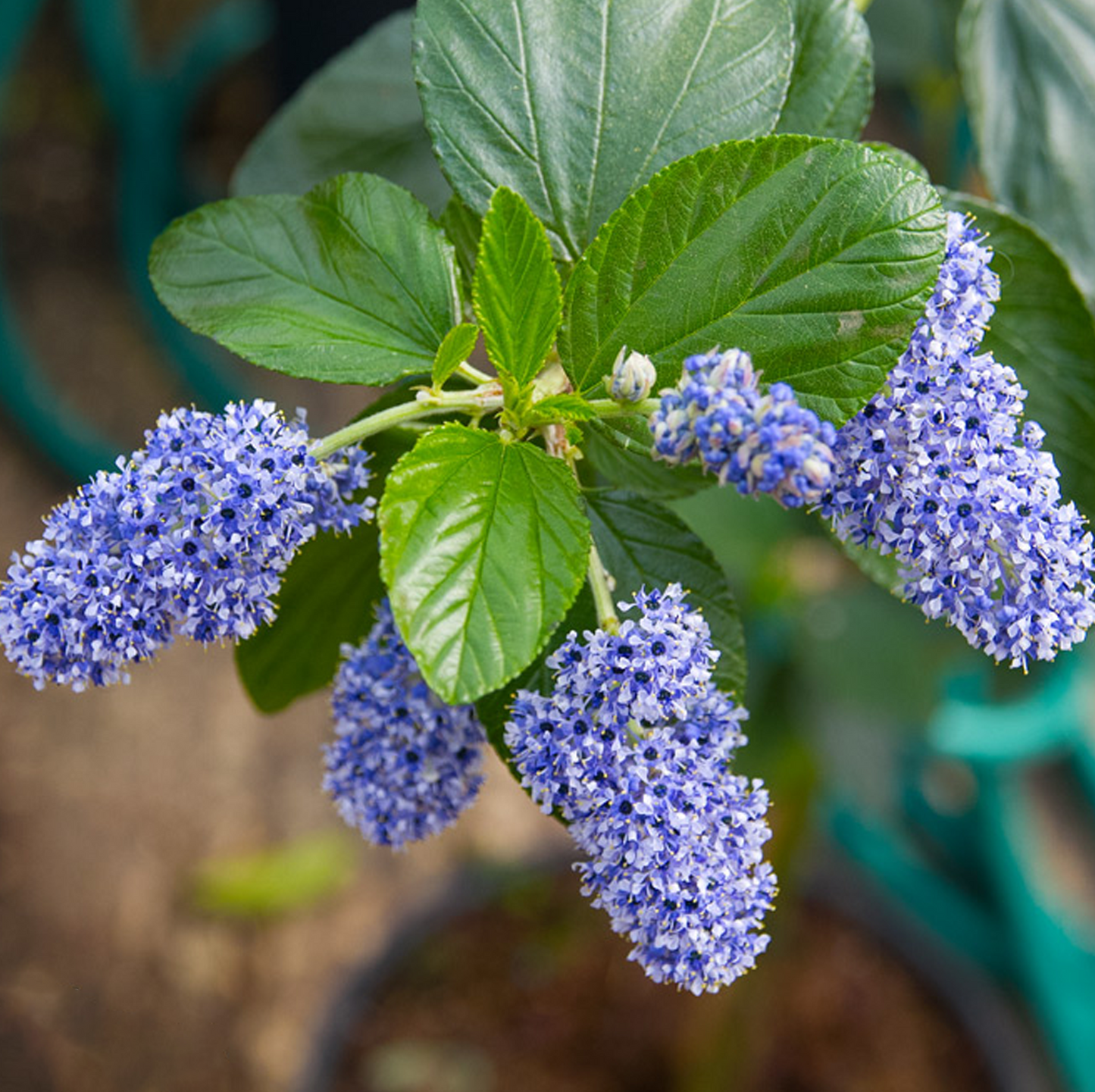 Ceanothus Trewithen Blue (9cm)