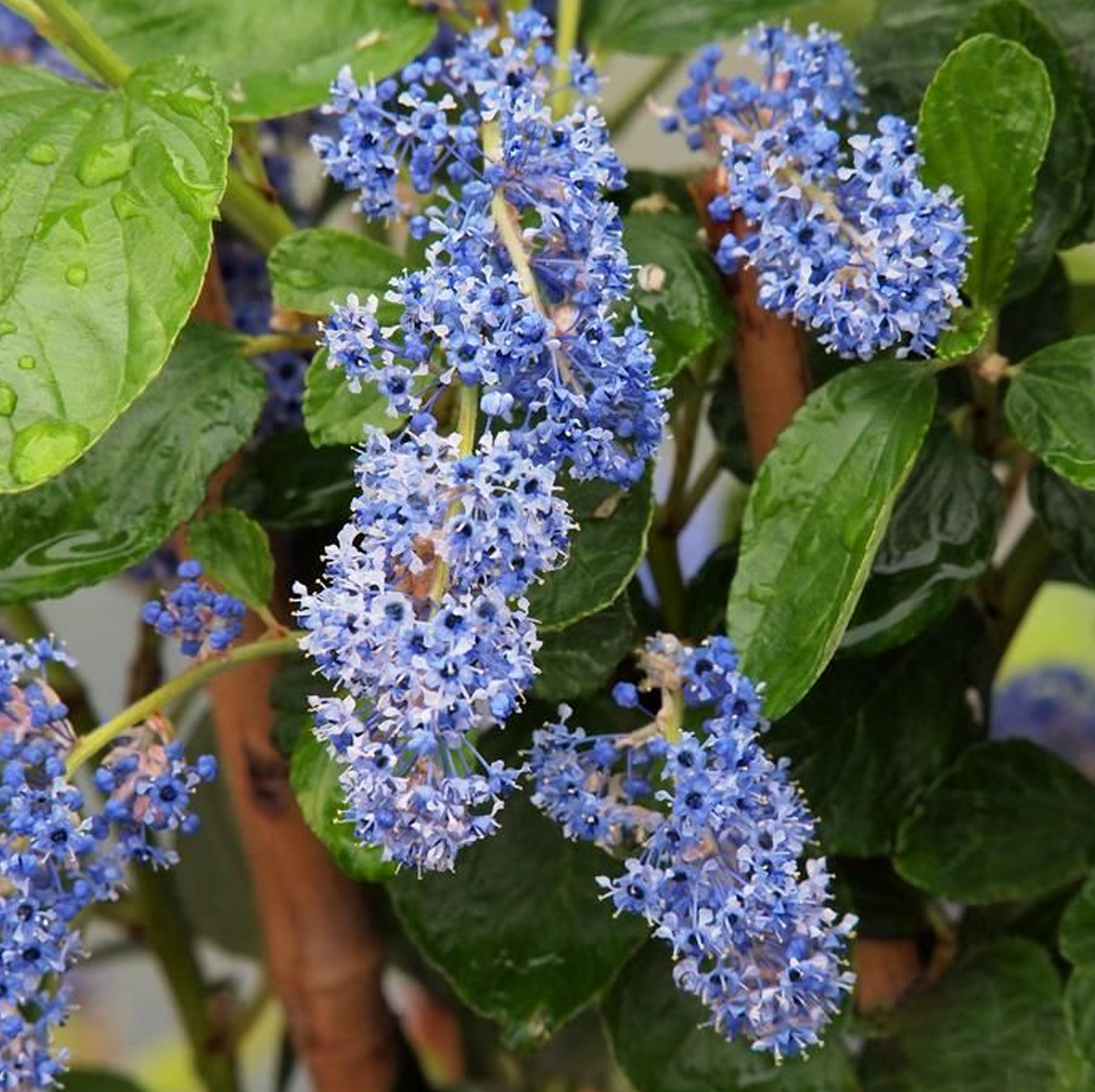 Ceanothus Trewithen Blue (9cm)