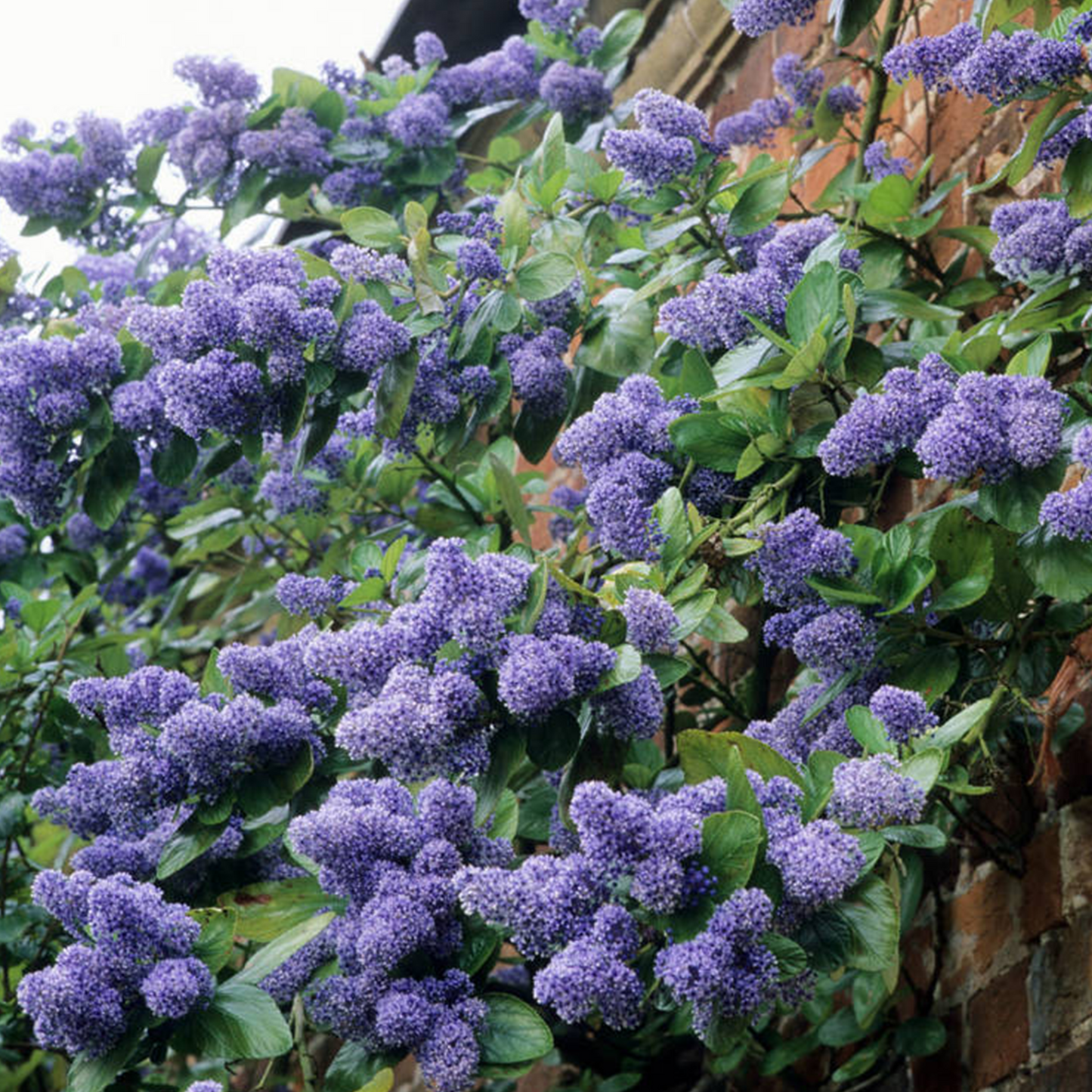 Ceanothus Trewithen Blue (9cm)