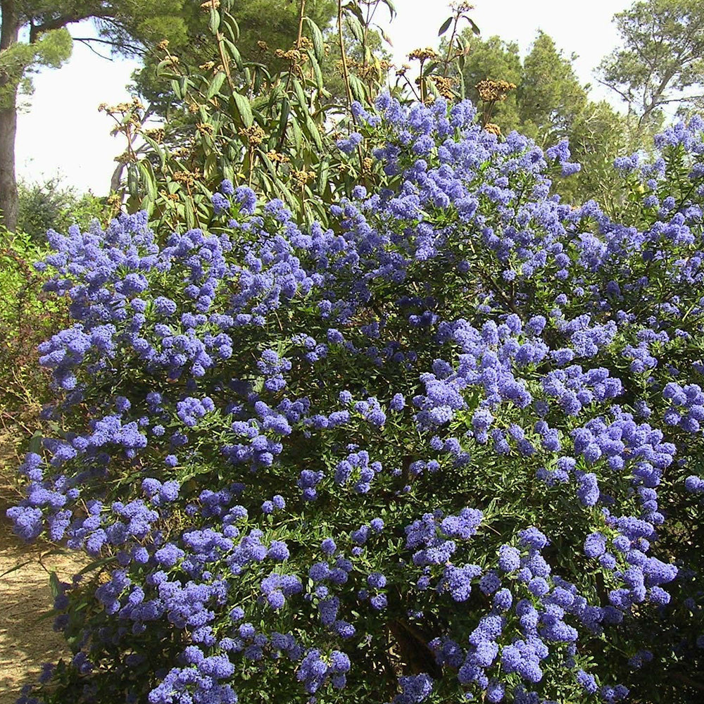Ceanothus Trewithen Blue Tree (12L, 5-6ft)