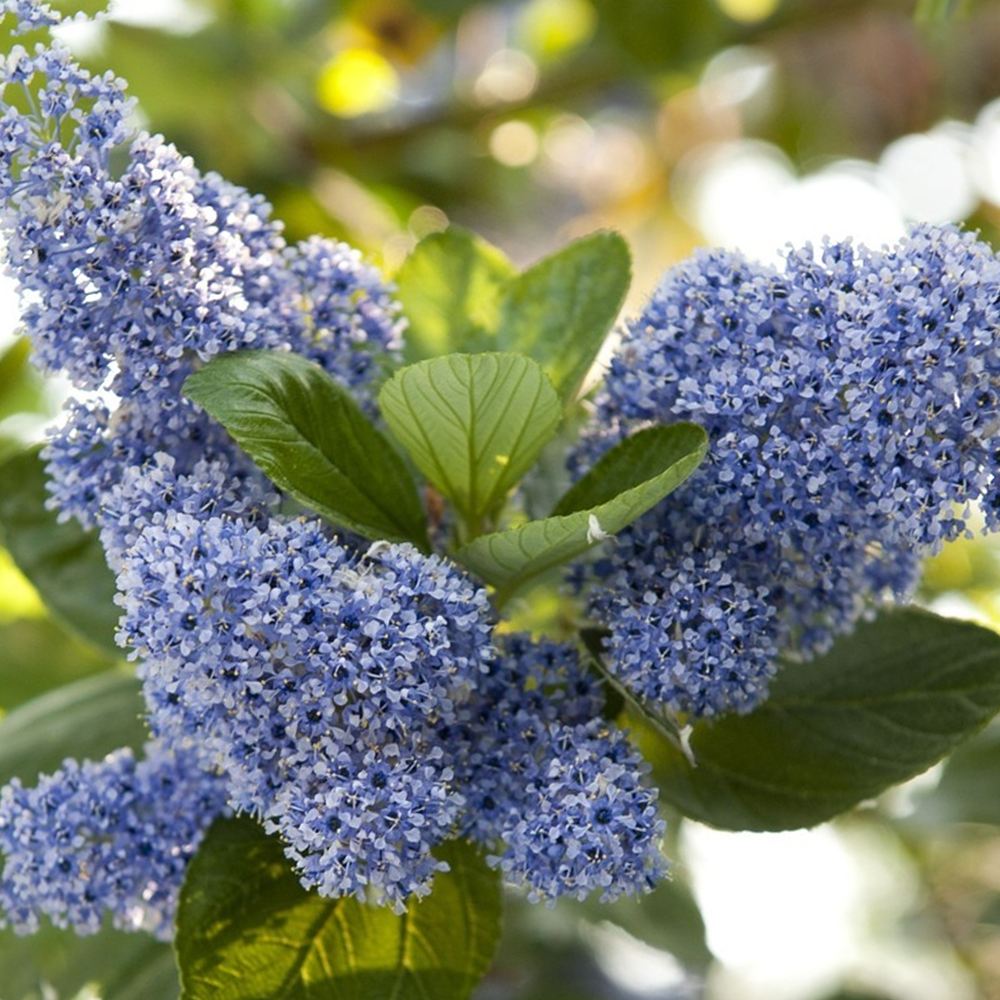 Ceanothus Trewithen Blue Tree (12L, 5-6ft)