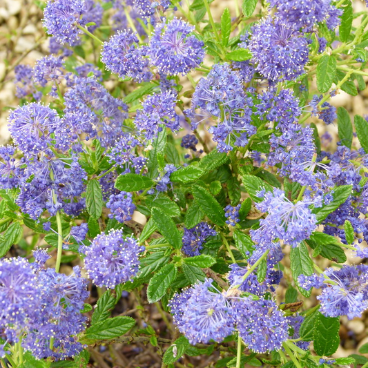 Ceanothus El Dorado (9cm)