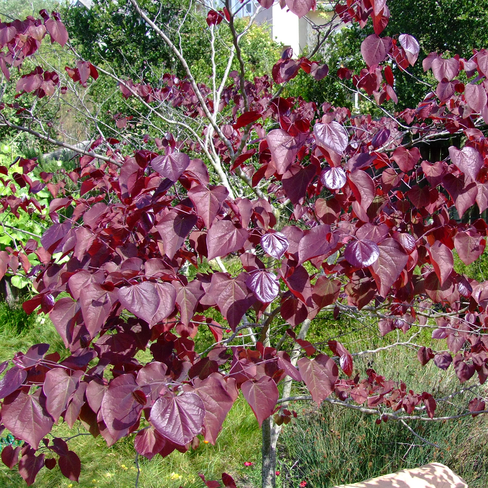 Cercis Forest Pansy Tree (12L, 5-6ft)